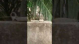 Little buddies are here for having lunch #squirrel #tinyanimals #adorablebabies