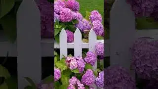 An easy way to affect the color of your hydrangeas 🌸 The magic is all in the soil’s pH🪴