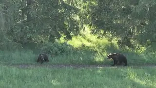 Ráno v medvedej ruji