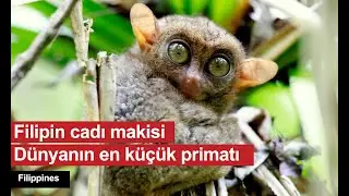 Filipin cadı makisi, Filipin tarsiyeri (Carlito syrichta), Filippines, Mini Belgesel