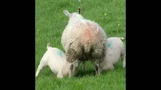 Lambs Suckling (Baby Sheep)