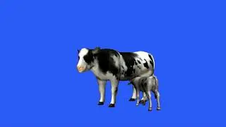 cow's milk is for baby green screen/caw animation green screen