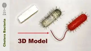How to make Cholera bacteria model/ 3D bacteria model/ step by step easy making