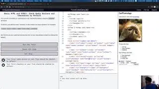 freeCodeCamp: Check Radio Buttons and Checkboxes by Default