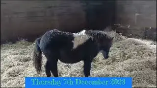 Vixen piebalds - online pony sale - 7/12/23