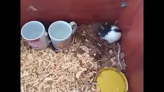 Criação de ratos Twister.