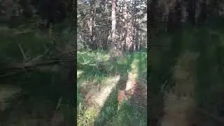 Между делом по грибы, видео сестры. 