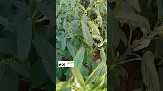 ખેડૂત 🍃 ખેતીવાડી 🌴 શિયાળુ પાક