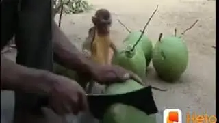 Can't stop Laughing. Funny Monkey Compilations.