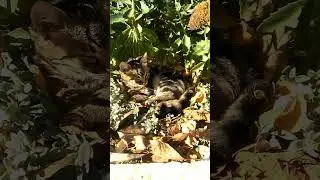 Листопадничек Тигрёнок 