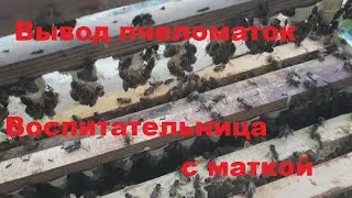 ВЫВОД ПЧЕЛОМАТОК \ НЕ ПОЛНОЕ ОСИРОТЕНИЕ И МАТОЧНИКИ В ПЧЕЛОСЕМЬЕ
