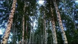 По грибы, по яблоки...