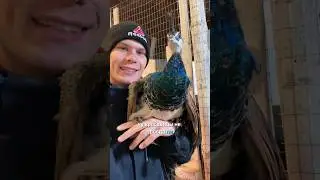 Павлины на нашей ФЕРМЕ 🦚👑Давай следить вместе, подписывайся