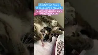 Кошка пришла рожать в парадную к людям