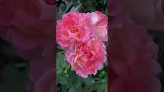 Тизинг Джорджия🌼✨🌼✨🌼