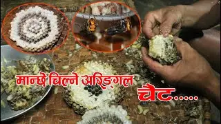 अरिङ्गाल पोल्दै|| Hornet |stinging wasp, Hunting || Solukhumbu || Deusa, Nepal||