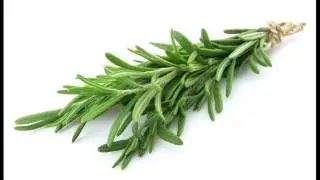 Rosemary Hair Serum For Thin Weak Falling Hair How To Prepare And Use At Home