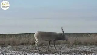 Про гон сайгаков