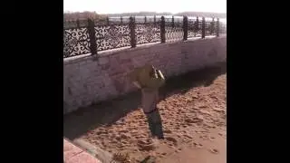 Прежог