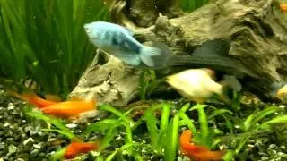 Planted Aquariums