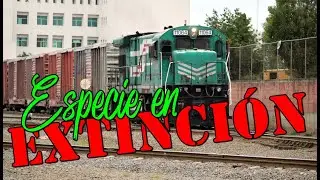Ranas ex-Nacionales: Especie en extinción 11064