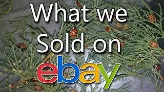 What we sold on ebay - Used Sunglasses, Ice Crusher, Vintage Bibles - Dorky Thrifters