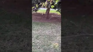 Белая трясогузка. 