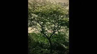 Bo Harwood - Rainy Fields of Frost and Magic (1976)