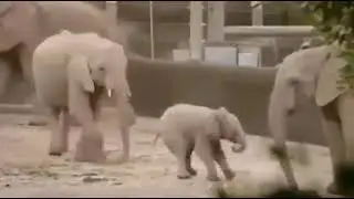 தாயுடன் விளையாடும் யானைக் குட்டி | Elephant calve playing with mother |