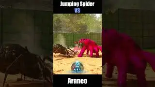 JUMPING SPIDER vs ARANEO n. ARTHROPLUERA 
