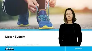 Motor System / Motorisches System