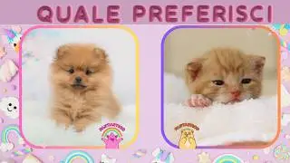 Quiz: Quale preferisci? Il quiz delle preferenze!