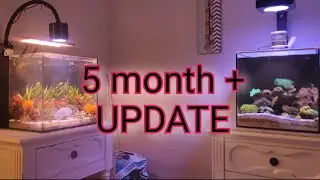 5 Month+ UPDATE! Nano reef build