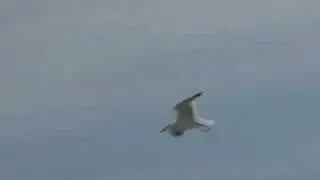 Экстрим 1