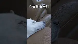 나만의 진돗개 활용법 / 진돗개 진주, 밀크 #백구 #강아지 #반려견 #강아지일상 #진돗개