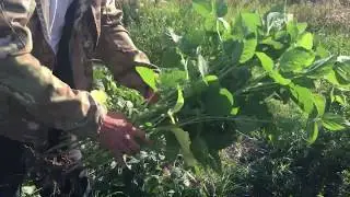 НС Катя новый высокобелковый (45% на а.с.в.) сорт сои от НС СЕМЕ