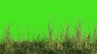 Grass Green Screen Video | Chroma key Grass Green screen video | Green Screen effect | 