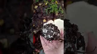 БЕЛЫЙ ГРИБ! БЛАГОДАРЮ, ЛЕСОВИЧОК 🥰🤗🧙‍♂️! #mushroom #лето #дача