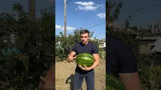 Сделай ЭТО перед тем как съесть АРБУЗ