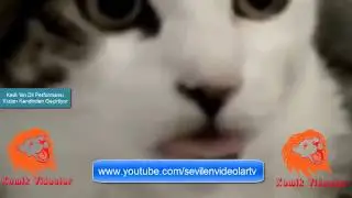 Kedi 'nin Dil Performansı Kızları Kendinden Geçirtiyor