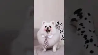 The dog exposes the magic!#nico #dog #funny #smartnico #magic
