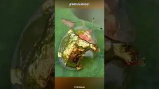 Golden Tortoise Beetle | The Beautiful Gold Bug