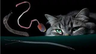 Cat's favorite video 8 hours 3 minutes change video cat toy 44th episode Earthworm Mouse.