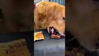 that dog aint no fool. 