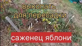 Выкопать для пересадки саженец яблони