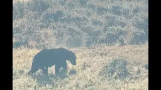 Yellowstone Bears Quarrel over Food