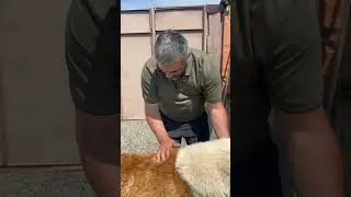 Бархан радуется корму