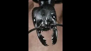 ELDEN RING Ant Jump Scare
