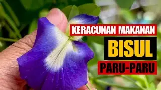 BUNGA TELANG‼️Obati Batu Ginj*l⁉️Bukan Bunga Teh Biasa