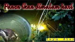 Cari ikan malam hari di pinggir sawah dapat gabus dan temen temenya